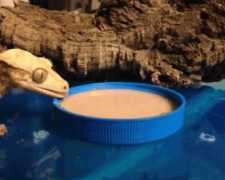 dragontownreptiles.com Pfmc