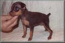 joystoypups.com Phadrea