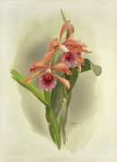 Phaebe