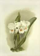 Phaebe