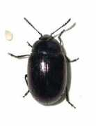 bugguide.net Phaedon