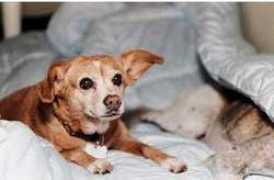 allbreed-rescue.org Phaelin