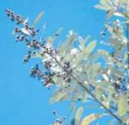 plantzafrica.com Phahla