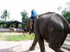 elephant-village-pattaya.com Phairat