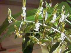 triangleorchidsociety.org Phairot