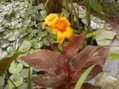davesgarden.com Phaison