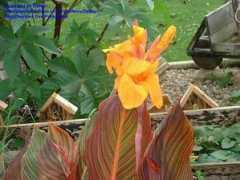 davesgarden.com Phaison