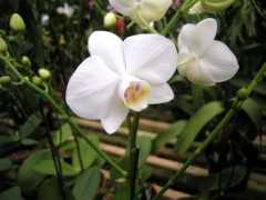 Phal