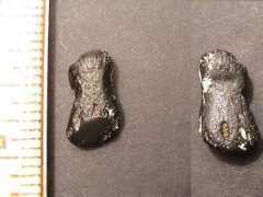 blackriverfossils.org Phalange