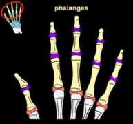classes.kumc.edu Phalanges