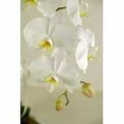 nzflowers.co.nz Phaley
