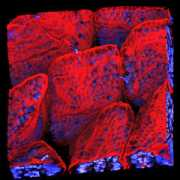 lifesci.dundee.ac.uk Phallo