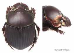 zin.ru Phanae