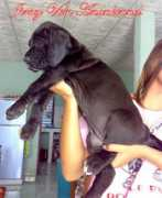 e-greatdane.com Phandee