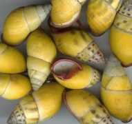 specimenlandshellsales.com Phanha
