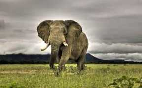 piccsy.com Phant