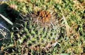 cacti.euweb.cz Phantha