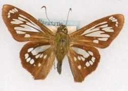 butterfliesofamerica.com Phanus
