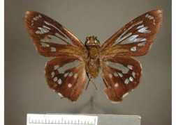 butterfliesofamerica.com Phanus