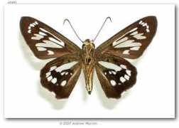butterfliesofamerica.com Phanus