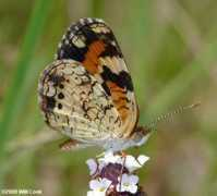 carolinanature.com Phaon