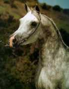 winddancerarabians.com Pharrah