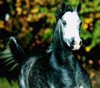 winddancerarabians.com Pharrah