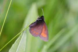 butterfliesoffrance.com Pharte