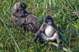 indiasendangered.com Phayre
