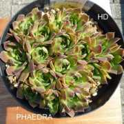 semperhorst.de Pheadra