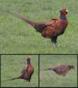 haworth-village.org.uk Pheasant
