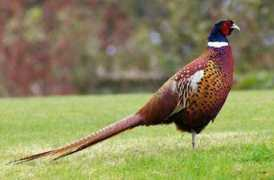 blog.mysanantonio.com Pheasant