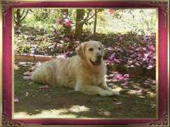 Phebe