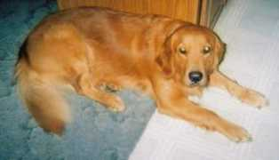 Phebe