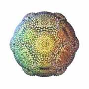fractalnet.org Pheric