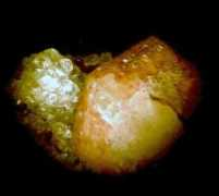crocoite.com Phicha