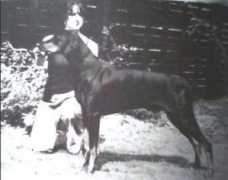 dobermann-review.com Phileen