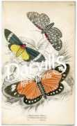 darvillsrareprints.com Phileta