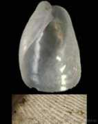 gastropods.com Philine