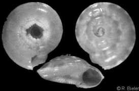 gastropods.com Philippia