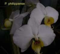 bodenorchids.co.uk Philippien