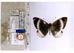 butterfliesofamerica.com Philocles