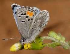 butterfly.ucdavis.edu Philotes