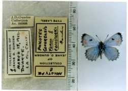 butterfliesofamerica.com Philotes