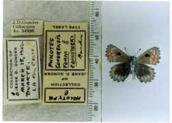 butterfliesofamerica.com Philotes