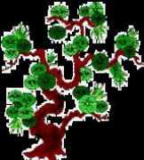 Phine