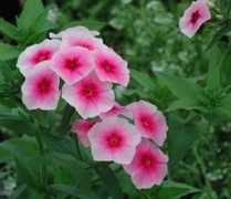 ozarksgardens.com Phlox