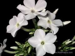 mzephotos.com Phlox