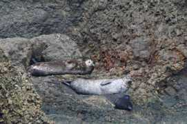 Phoca