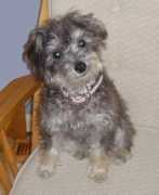 Phoebe
